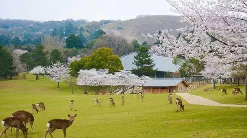 从京都到奈良，时尚新娘寻找樱花之旅