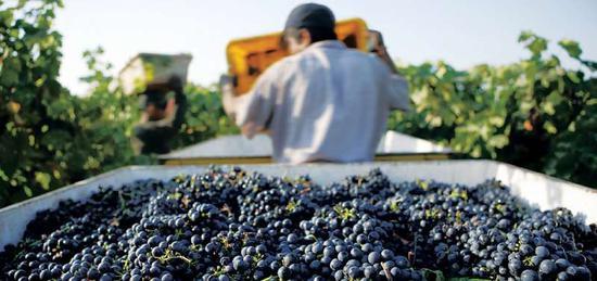 图片来源:California Wines