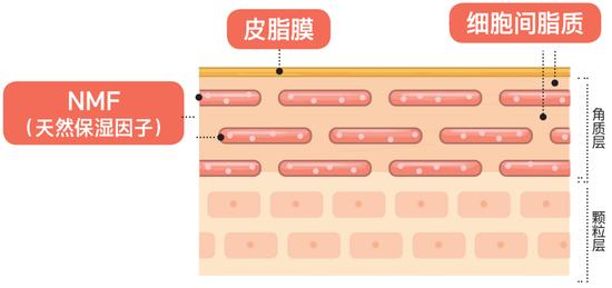 基础护肤冷知识 我们为什么每天都要保湿？