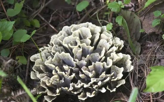 ▲ 干巴菌珍贵、少见,品质好的市场价格高达四位数。