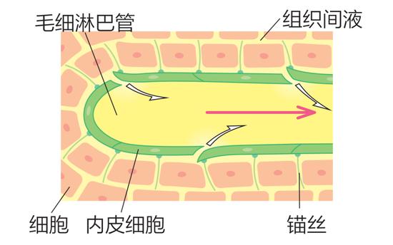 按摩手法 90秒get小V脸 轻松告别浮肿