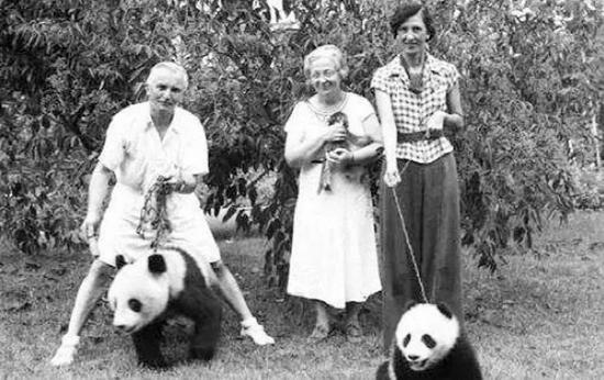 图 | *熊猫成为当时美国上流社会的“宠物”