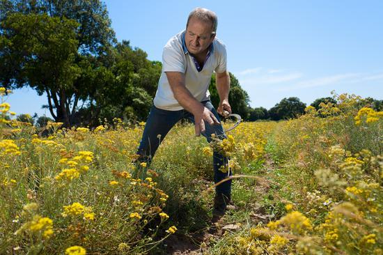 Immortelle_Corse_18_sRGB