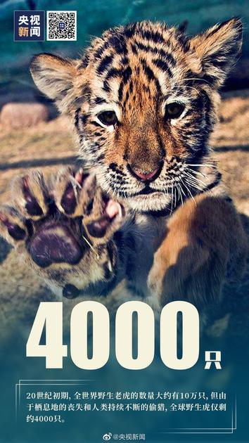 全球野生虎仅剩约4000只（图片来自微博）