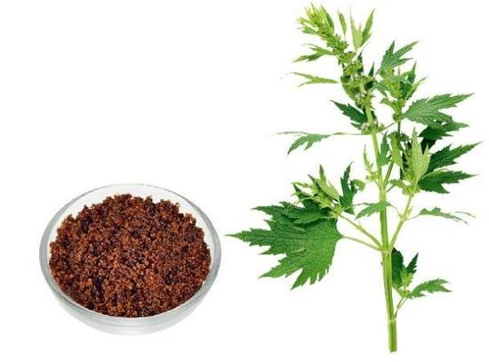 经前补充点红糖、益母草