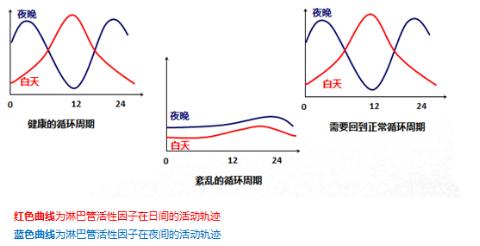 生活方式对淋巴管的影响