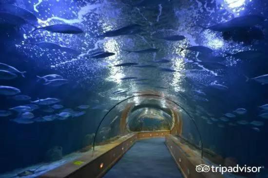 Oceanografic 西班牙