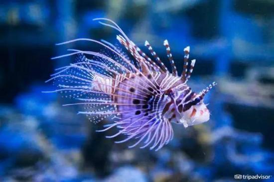 国立海洋生物博物馆 台湾