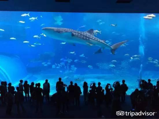 Okinawa Churaumi Aquarium 日本