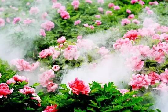 洛阳牡丹园 花期:4月初—4月底