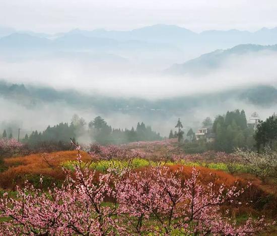 湖南桃源县 花期:3月中下旬