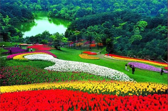 四川石象湖 花期:3月-4月