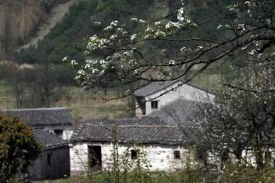 宁波梨花岙 花期:3月底4月初