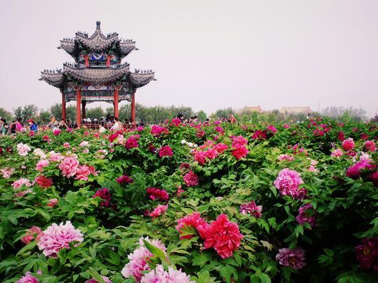 菏泽牡丹园 花期:4月到5月