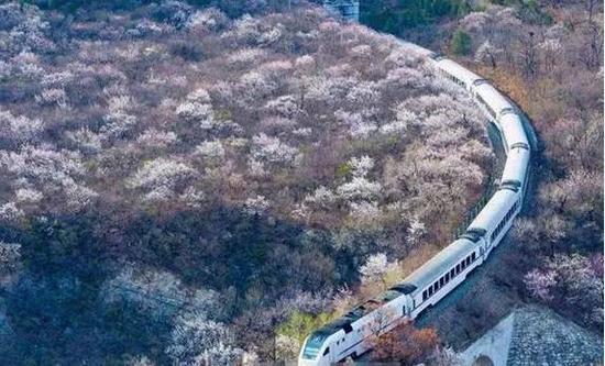 居庸关“樱木花道” 花期:4月