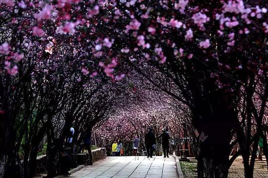 云南圆通山 花期:2月底-3月底