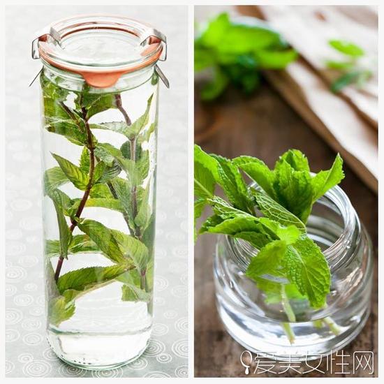 薄荷