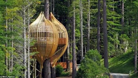 The Redwoods Treehouse