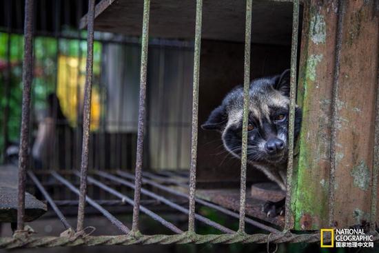 这只圈养的麝香猫很有可能是从野外捕捉回来的,正可怜兮兮地望着铁丝笼外的世界。当地人把它们捉到笼子里,以制作世界最昂贵的努瓦克咖啡。