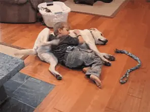 单身狗不孤单
