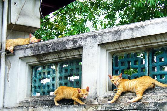 走在曼谷,经常“转角遇到猫”