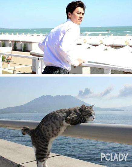 李易峰撞脸猫咪
