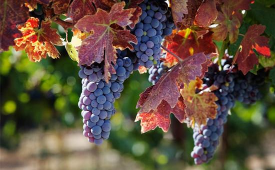 图片来源:Pasowine