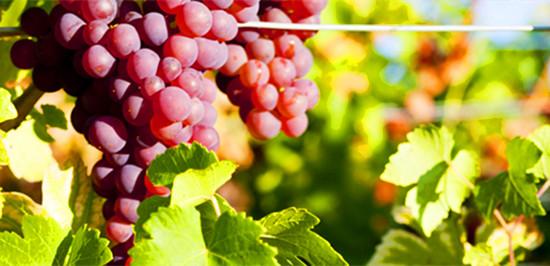 图片来源:VinePair