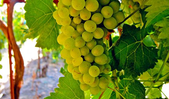 图片来源:Winewitandwisdomswe