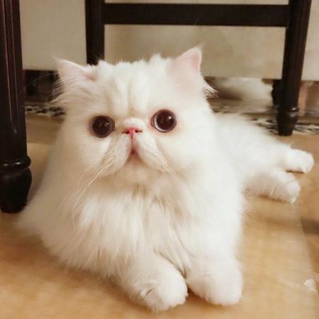 叫谁呢?我才是小白妹妹
