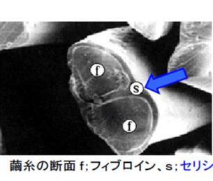 (蚕丝的截面、天然提取蚕丝精华成分)