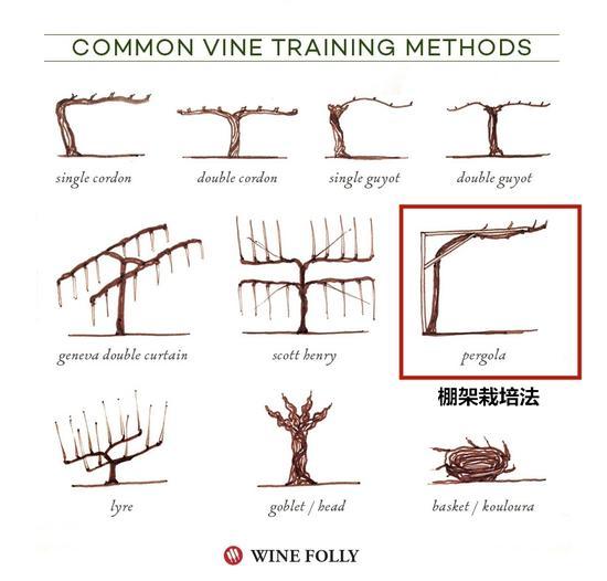 图片来源:winefolly.com