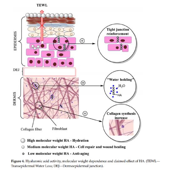 图片来自:国际专业杂志《molecules》刊登的文章“Advantages of Hyaluronic Acid and Its Combination with Other Bioactive Ingredients in Cosmeceuticals”
