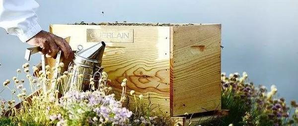 娇兰臻选来自法国索洛捏的独家蜂皇浆和黑蜂蜂蜜