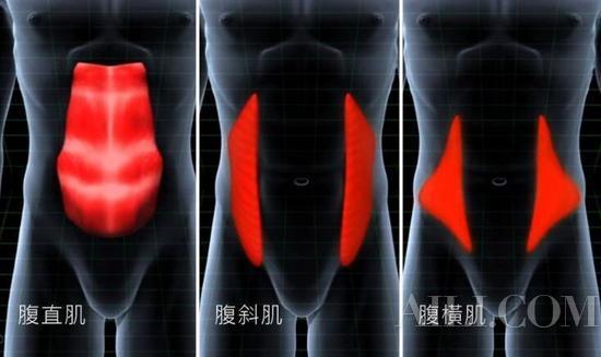 腹直肌、腹斜肌、腹横肌