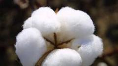 郑商所：对棉花品种恢复收取平今仓交易手续费