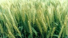 取消稻谷、小麦、玉米收购、批发的外资准入限制