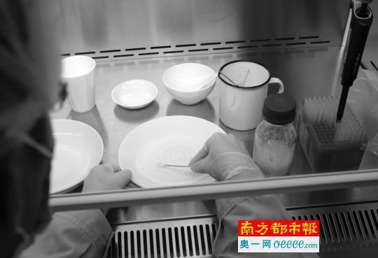实验人员将微生物菌悬液涂覆到餐具上。