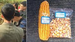 东线第五天：玉米种植现亏损 农民种粮积极性降低