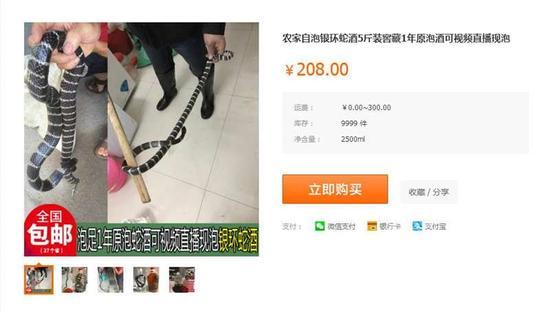 购买蛇酒可直播活泡蛇酒过程