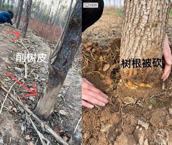 河北安平1.5万棵景观树遭砍伐破坏，村民称土地流转费迟迟未到账只能复耕