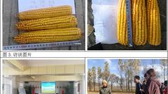 东线第五天：玉米单产下滑 种植成本大幅上涨
