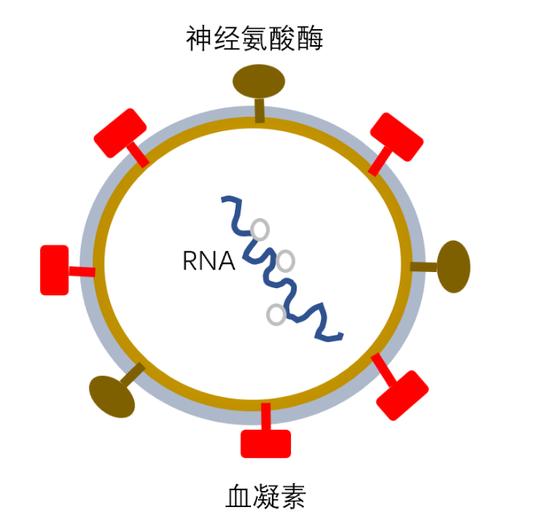 甲流之下，奥司他韦会成为第二个连花清瘟吗？