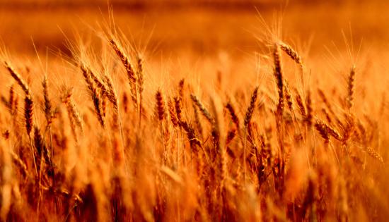 小麦在中国的前世今生