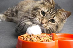 猫:渴死我了,好几天没喝水了!
