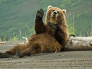 一张图告诉你:美股哪些“巨无霸”已跌入熊市