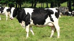 新的协定令美国敲开加拿大市场 加拿大奶农倍感沮丧