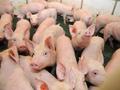 事关农产品价格、猪价……农业农村部发声！