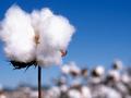 3季度疆内棉花供应是否紧张？