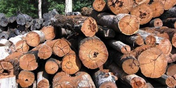 美国对加拿大软木材征反倾销税决议削弱加元
